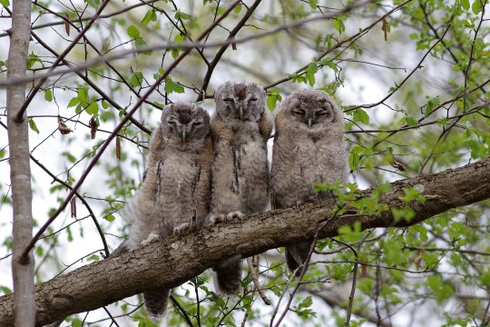 Drei junge Waldkäuze sitzen auf einem dicken Ast, sie sind Ästlinge | © Werner Borok