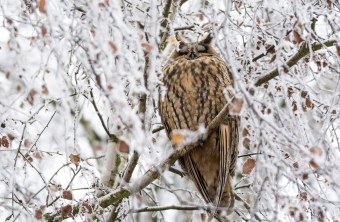 Waldohreule im verschneiten Geäst | © Bernd Kleinschrod