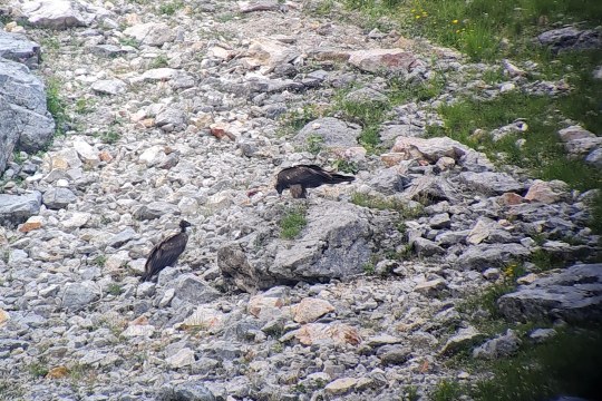 Auch am Futterplatz herrscht meist traute Zweisamkeit | © David Schuhwerk LBV
