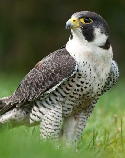 Wanderfalke steht auf einer grünen Wiese | © Rosl Rößner