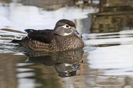 Brautenten-Weibchen auf dem Wasser | © Dr. Christoph Moning