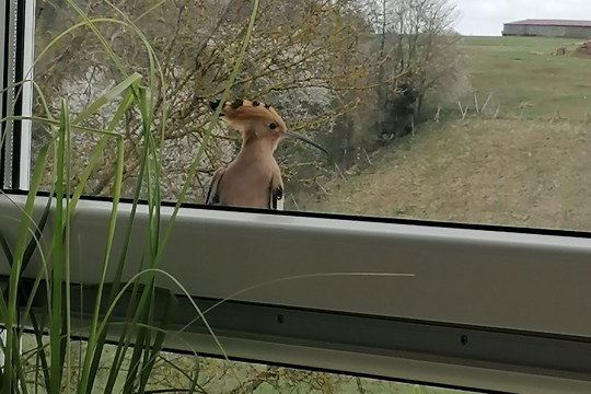 Wiedehopf am Fenster | © Martina Lautenschläger