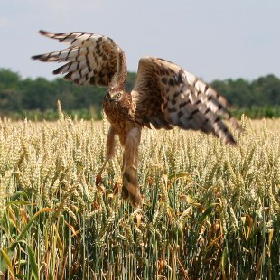 Wiesenweihe steigt aus einem Feld auf | © Zdenek Tunka
