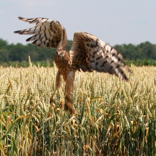Wiesenweihe steigt aus einem Feld auf | © Zdenek Tunka