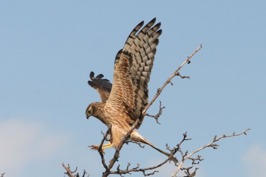 Wiesenweihe landet auf Baum | © Zdenek Tunka