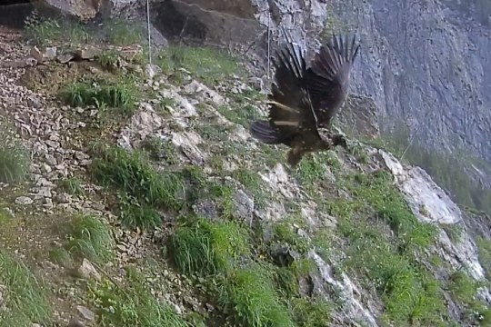 Wiggerl beim Start  |© LBV Bartgeierwebcam