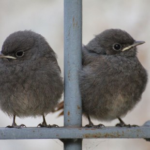 Junge Hausrotschwänze | © Ferdinand Baer