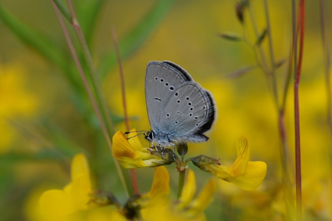 Zwergbläuling | © Dr. Eberhard Pfeuffer