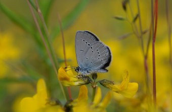 Zwergbläuling | © Dr. Eberhard Pfeuffer