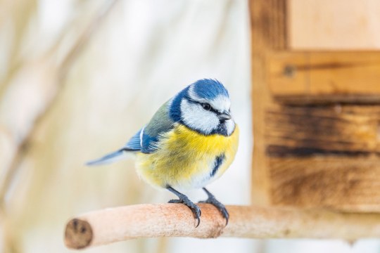 Blaumeise am Futterhaus | © Dominik Kindermann