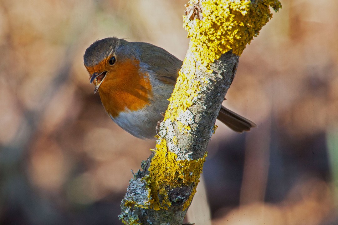 Rotkehlchen auf Ast | © Heinrich Jupke