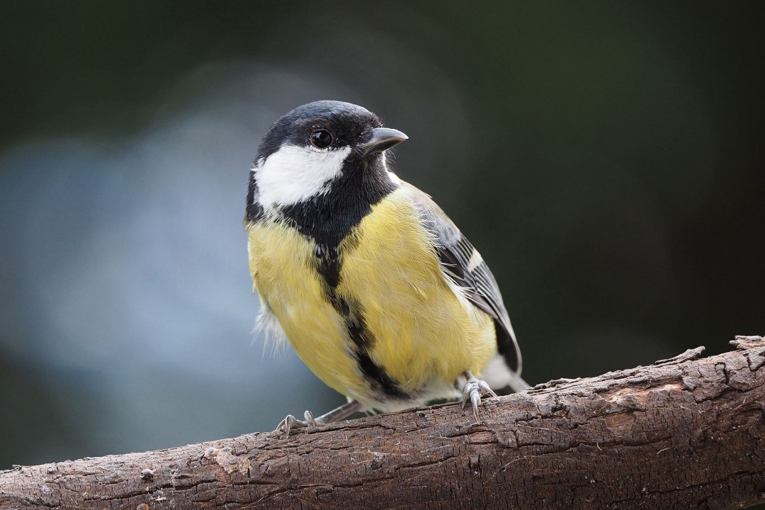 Kohlmeise auf einem Ast | © Reinhold Liebert