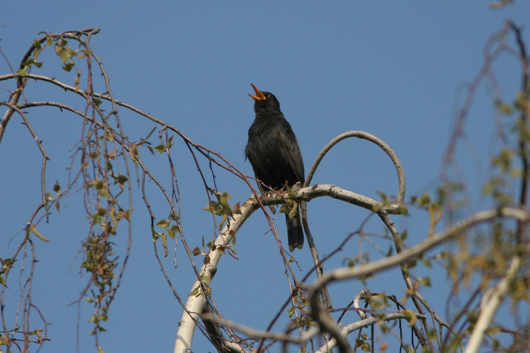 Amsel beim Singen | © Zdenek Tunka