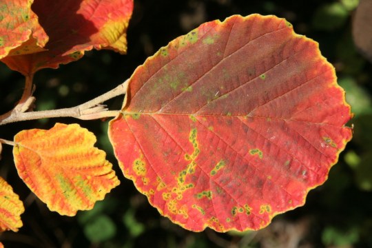 Erlenblatt | © Hans-Joachim Fünfstück