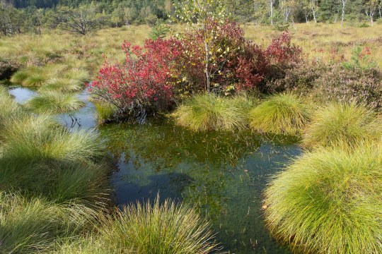 Moor Eglinger Filz | © Oliver Wittig