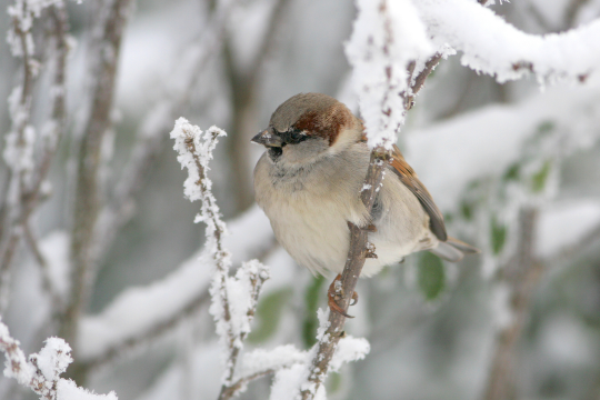Haussperling | © LBV Tunka Zdenek