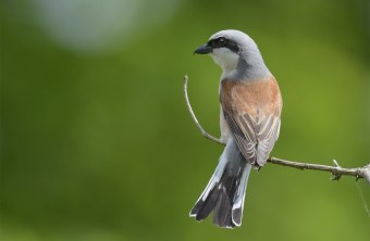 Neuntöter zeigt seinen roten Rücken | © Herbert Henderkes
