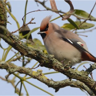 Seidenschwanz | © Herbert Henderkes