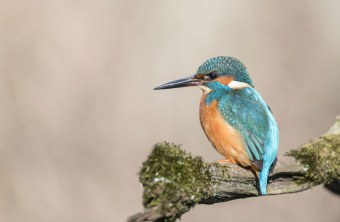 Eisvogel auf einem Ast | © Christoph Bosch