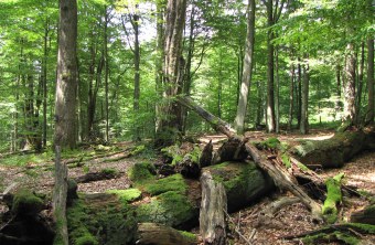 Spessart Naturschutzgebiet | © Thomas Staab