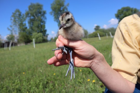 Brachvogelküken mit GPS-Sender | © Verena Auernhammer