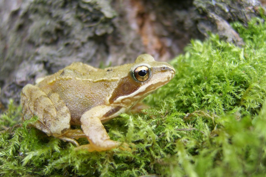 Springfrosch | © Richard Fischer