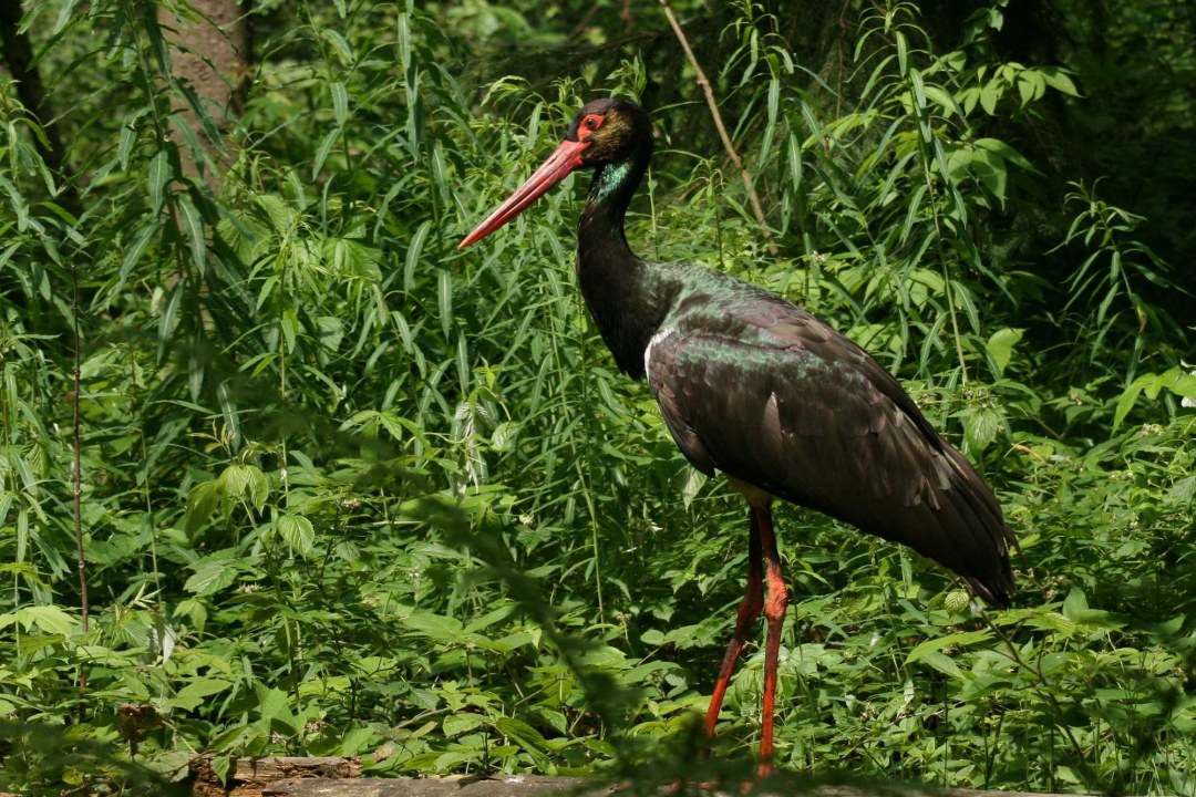 Schwarzstorch | © Dr. Christoph Moning