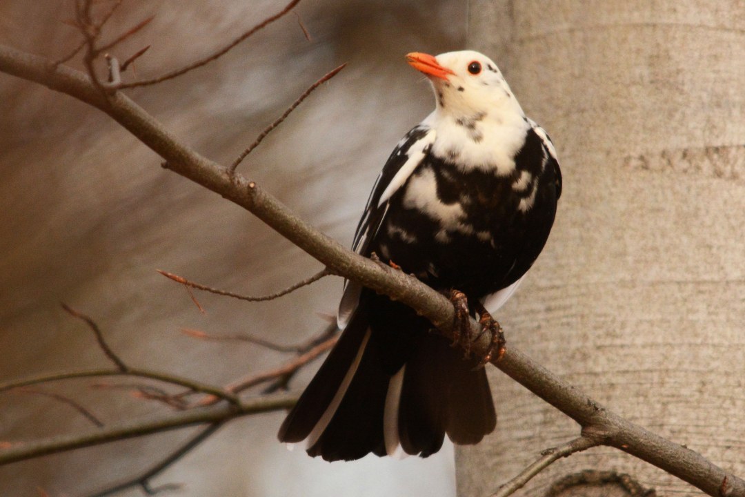 Leuzistische Amsel sitzt auf einem Ast | © Andrea Hoppe