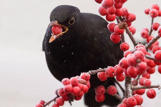 Amsel hat eine rote Beere im Schnabel und sitzt auf einem Ast mit roten Beeren | © Rosl Rößner