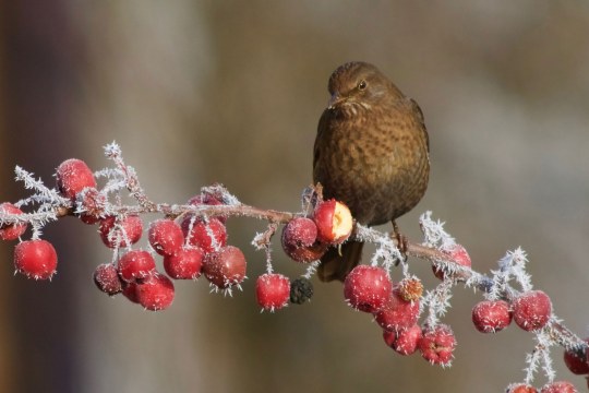 Amselweibchen sitzt auf einem Ast mit Beeren im Winter | © Lothar Roettenbacher
