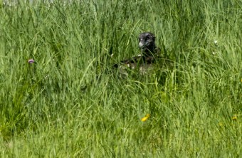 Bartgeier Dagmar nach dem ersten Ausflug | © Richard Straub