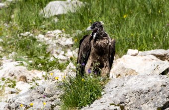 Bartgeier Dagmar nach dem ersten Ausflug | © Richard Straub