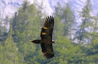 Wally im Flug | © Markus Leitner