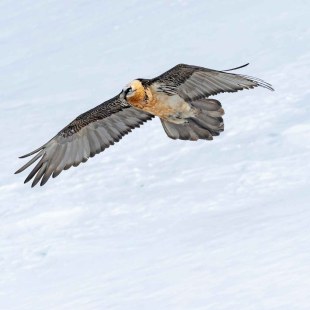 Bartgeier im Flug | © Hansruedi Weyrich