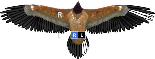 Bleichmuster und Ringe von Bartgeier Vinzenz, der rechte Ring ist blau und der Linke schwarz. Vinzenz' gebleichte Federn befinden sich im Stoß, in den äußeren rechten Handschwingen | © IBM