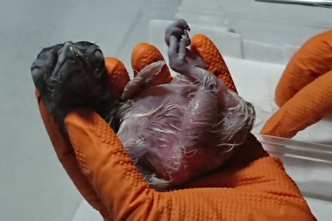 Frisch geschlüpfter Bartgeier in einer Hand, die orangefarbene Handschuhe anhat | © Toni Wegscheider