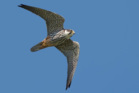 Baumfalke im Flug | © Herbert Henderkes
