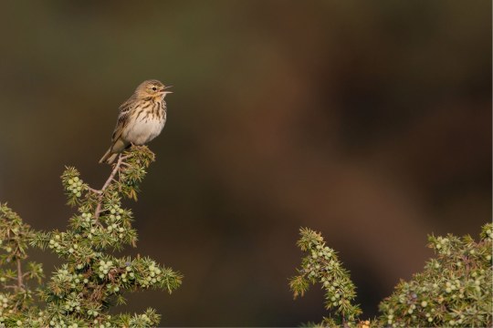 Baumpieper singt auf einem hohen Ast | © Markus Glaessel