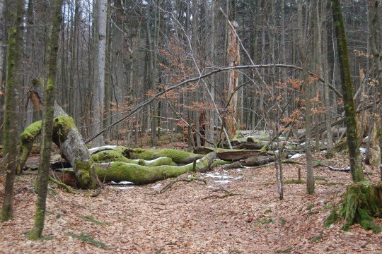 Totholz im Bayerischen Wald | © Dr. Andreas von Lindeiner