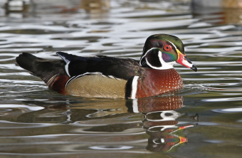 Brautenten-Männchen schwimmt auf dem Wasser | © Dr. Christoph Moning