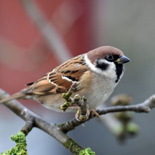 Feldsperling auf Ast | © Christiane Köllner-Krüger