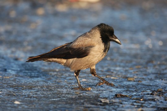 Nebelkrähe auf nassem Untergrund | © Zdenek Tunka