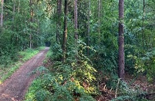 Wald | © Dawn Chorus