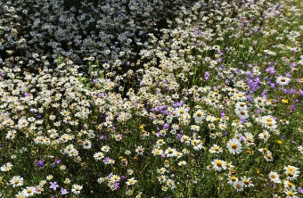 Freyuung-Grafenau | © Dr. Fritz Haselbeck (Freyuung-Grafenau)