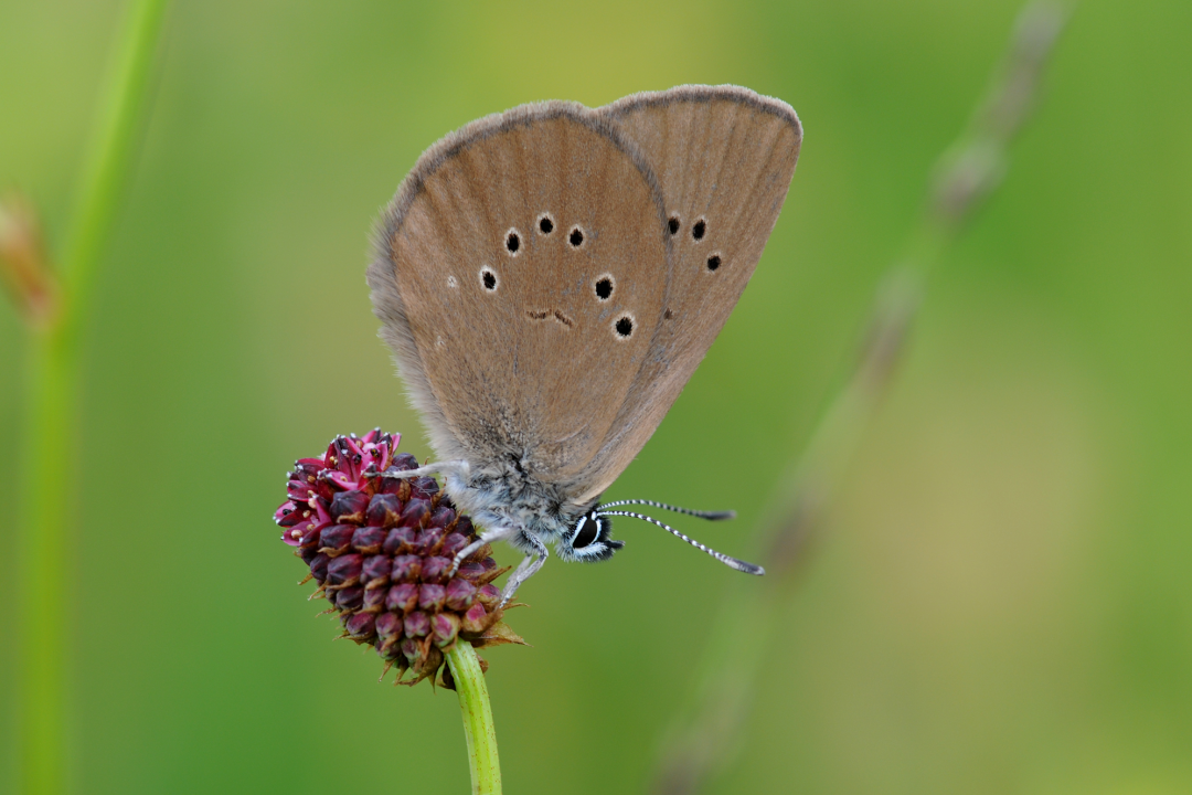 Dunkler Wiesenknopf Ameisenblaeuling | © Dr. Eberhard Pfeuffer