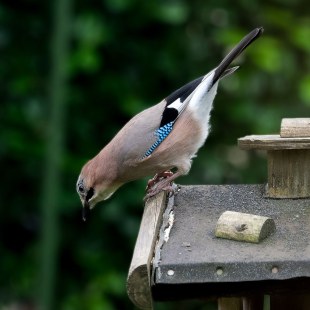 Eichelhäher sitzt an Kante eines Vogelhauses und schaut hinunter | © Waldemar Eibel