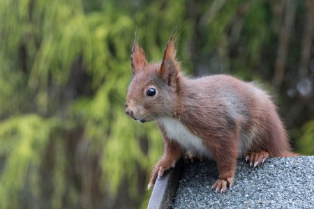 Rot-braunes Eichhörnchen sitzt auf dem Dach eines Vogelfutterhauses | © Reinhold Peisker