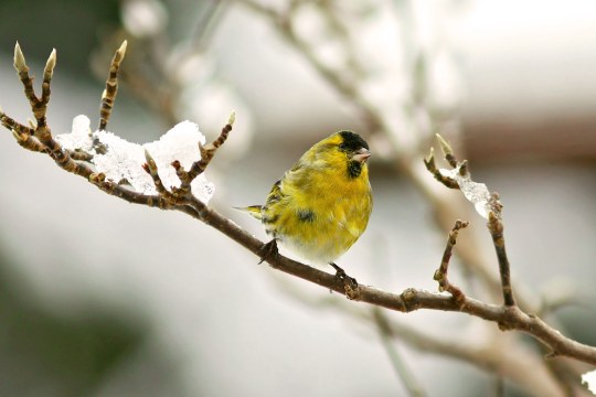 Erlenzeisig auf einem Zweig im Winter | © Nadine Wolf