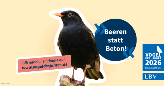 Eine Amsel sitzt auf einem Ast neben einem "Beeren statt Beton!"-Banner vom LBV zur Wahl des Vogels des Jahres 2026.