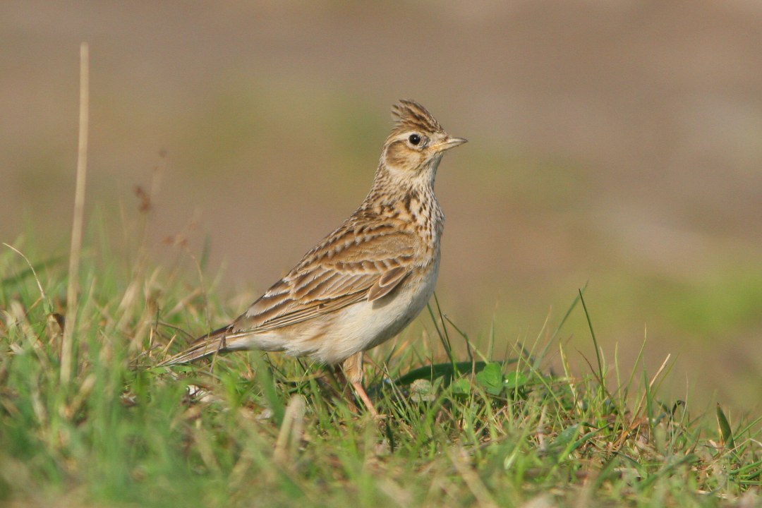Feldlerche im Gras | © Zdenek Tunka